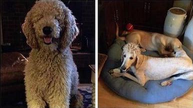 дурацкие стрижки фото, дурацкие прически фото