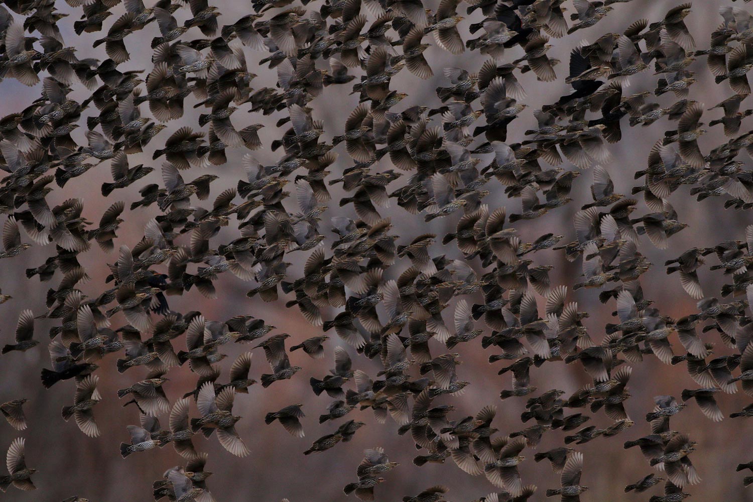 Audubon Photography Awards 2017, фотографии птиц