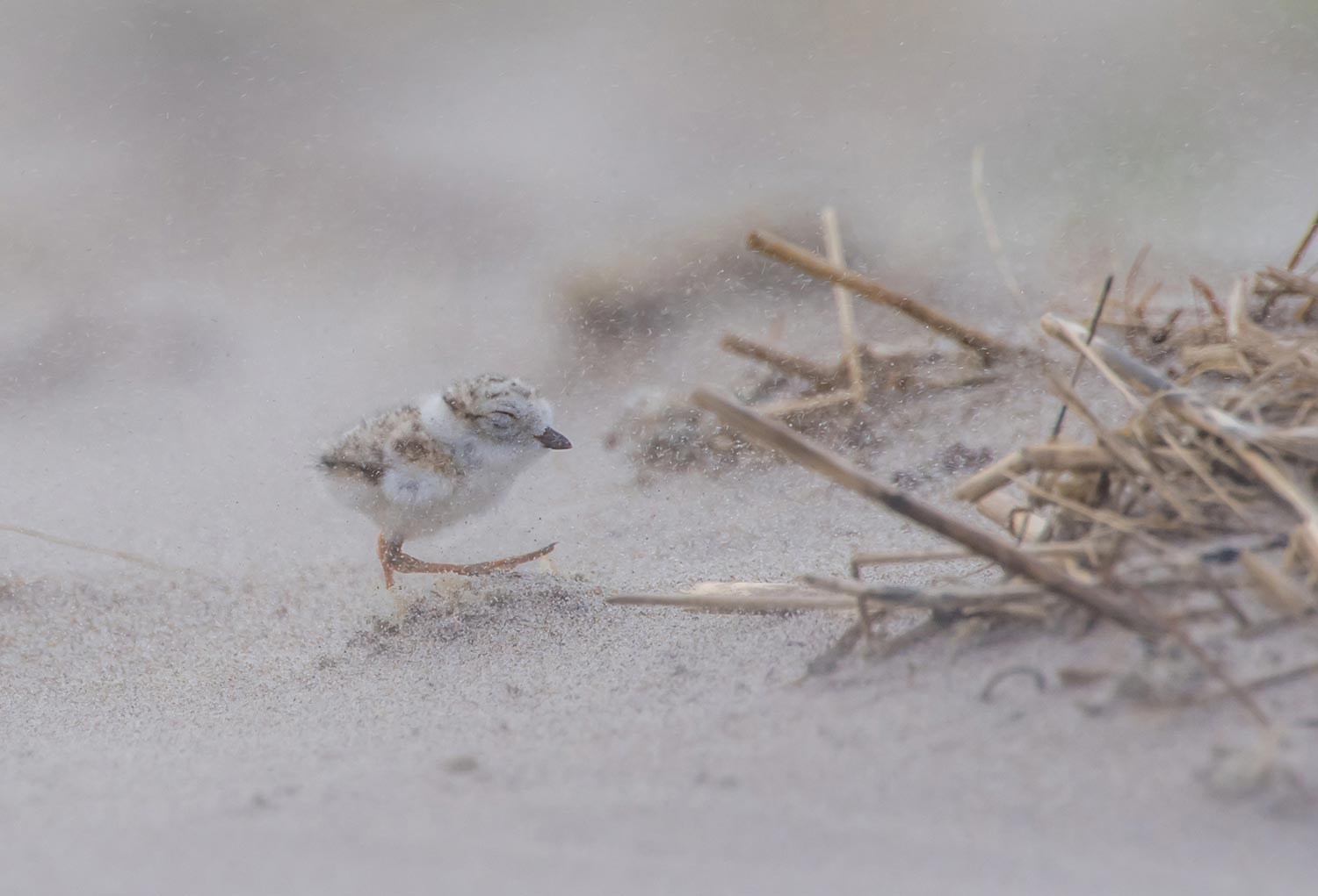 Audubon Photography Awards 2017, фотографии птиц