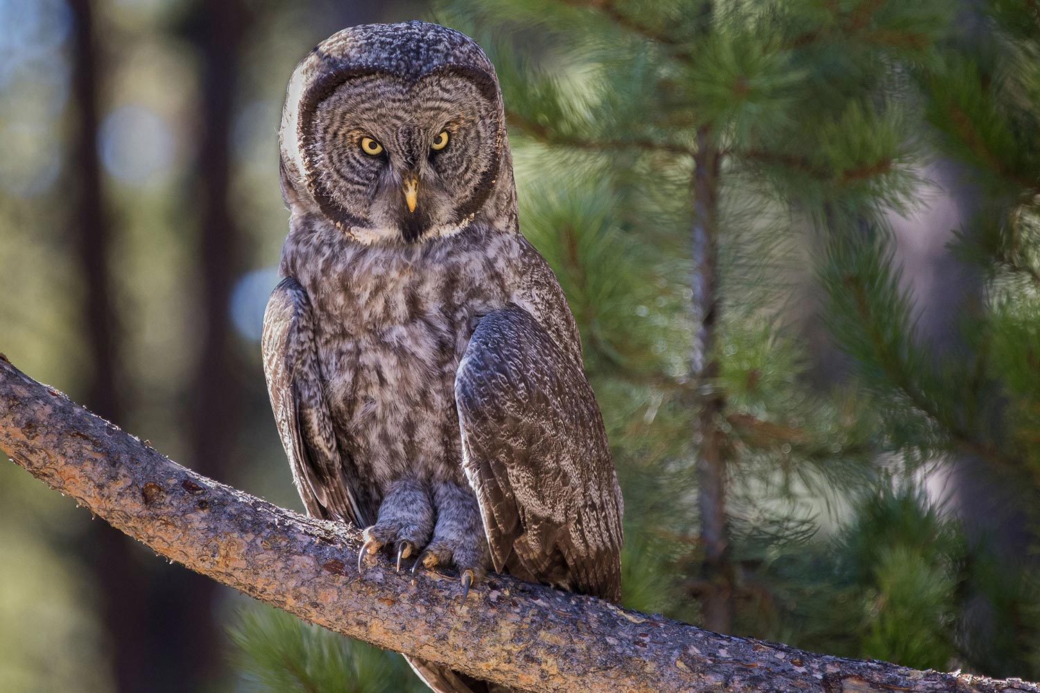 Audubon Photography Awards 2017, фотографии птиц
