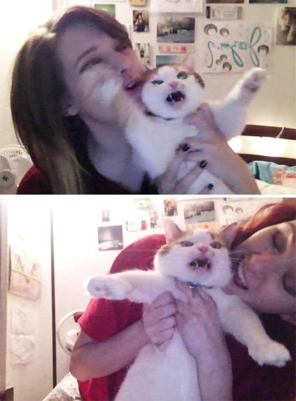 кошки не хотят делать селфи, кошки не хотят фотографироваться