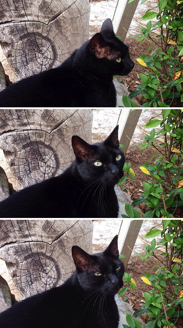 кошки не хотят делать селфи, кошки не хотят фотографироваться