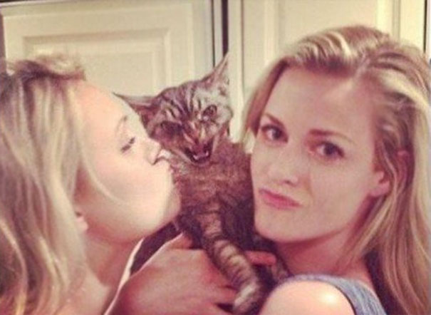 кошки не хотят делать селфи, кошки не хотят фотографироваться