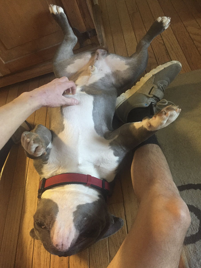 печальная собака из приюта, собака Мак