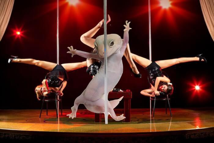 смешное геккон, фотогеничный геккон, геккон битва фотошоперов