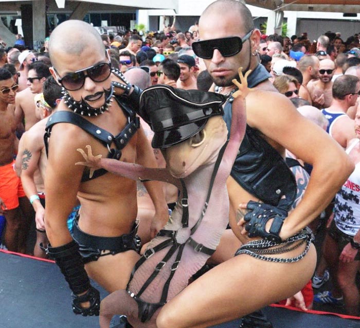 смешное геккон, фотогеничный геккон, геккон битва фотошоперов