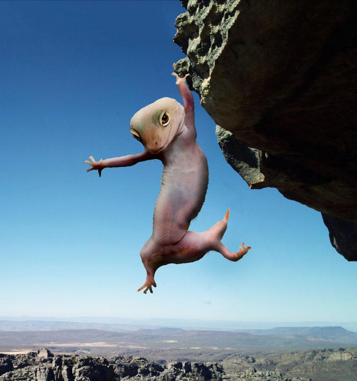 смешное геккон, фотогеничный геккон, геккон битва фотошоперов