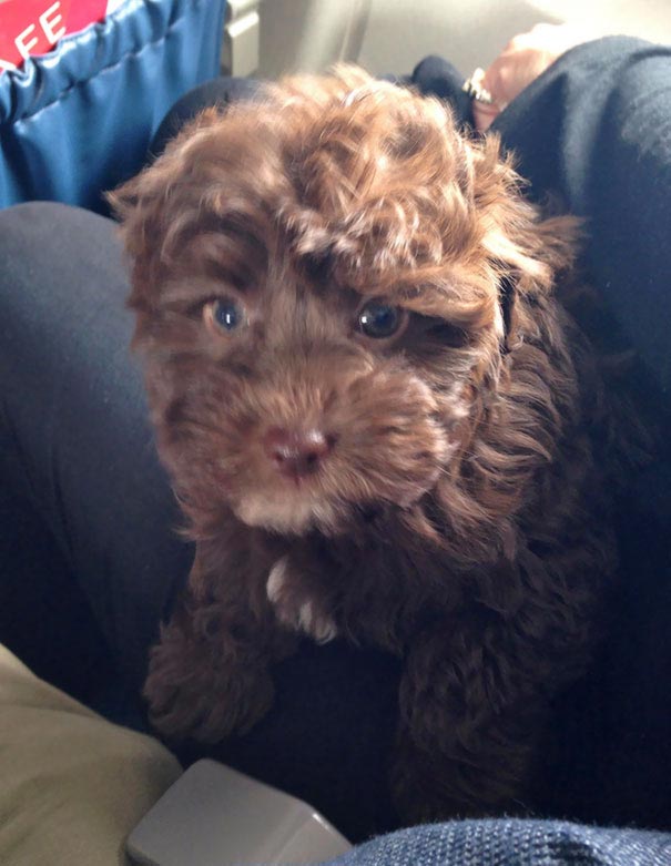 животные пассажиры самолётов, самые необычные пассажиры самолётов