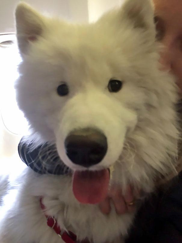 животные пассажиры самолётов, самые необычные пассажиры самолётов