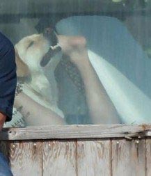 собака Роберта Дауни мл