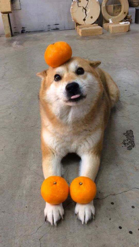 собаки с высунутыми языками, смешные собаки языки