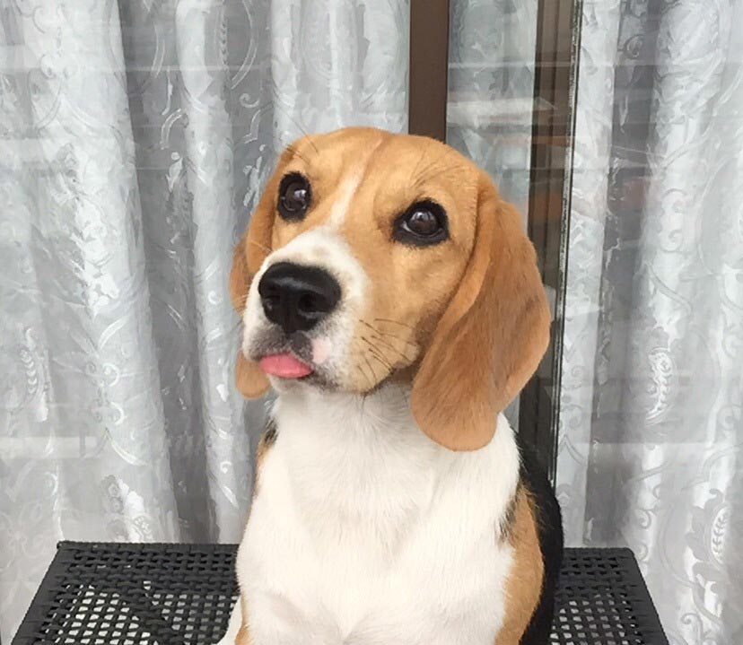 собаки с высунутыми языками, смешные собаки языки