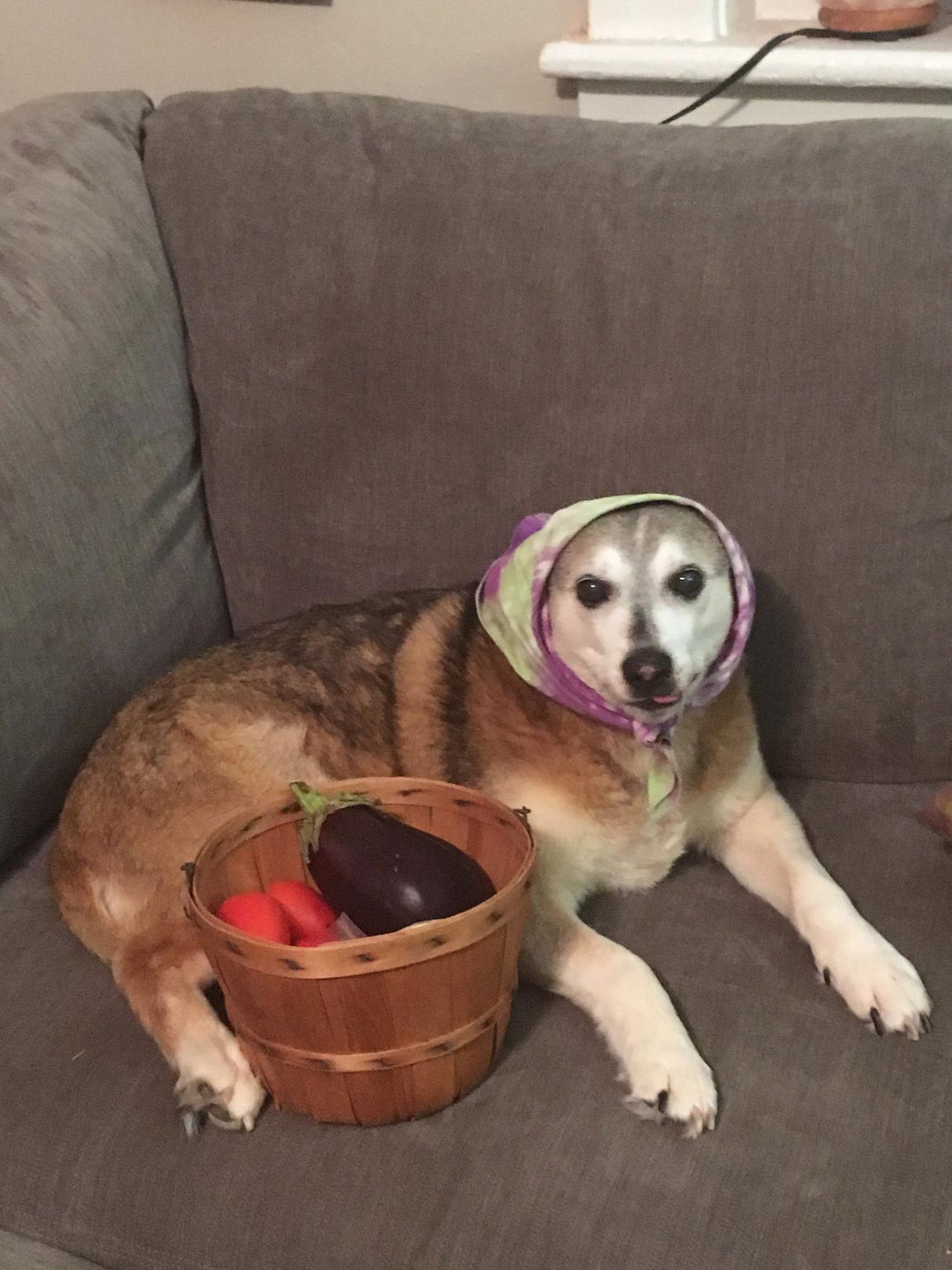 собаки с высунутыми языками, смешные собаки языки