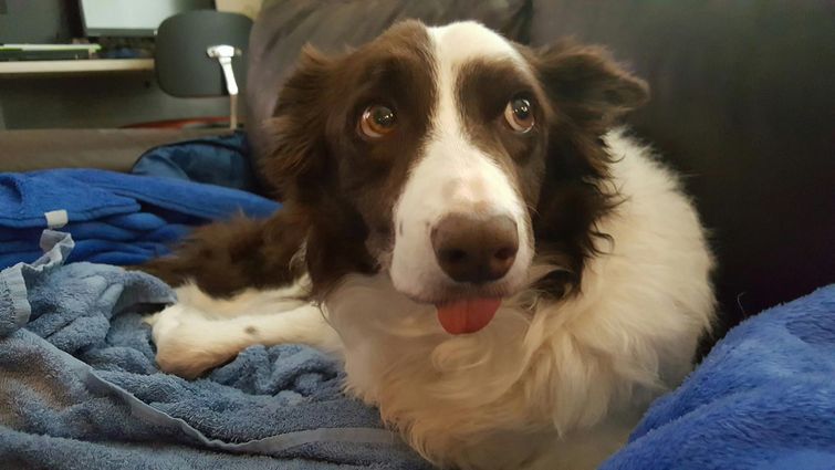 собаки с высунутыми языками, смешные собаки языки