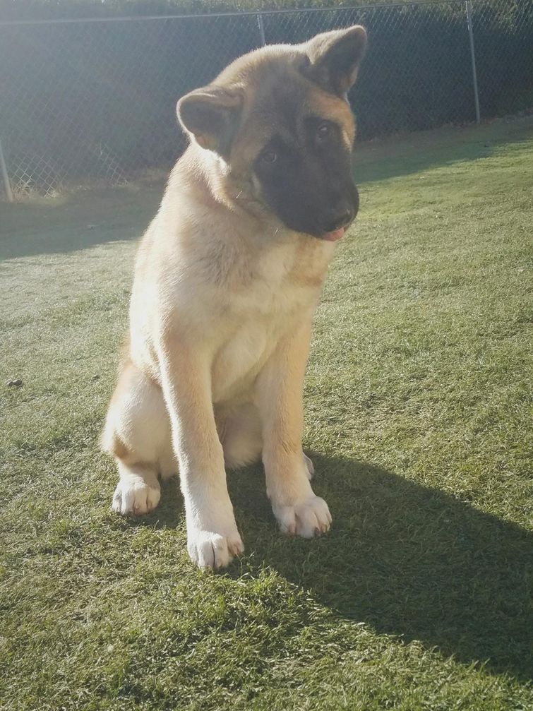 собаки с высунутыми языками, смешные собаки языки