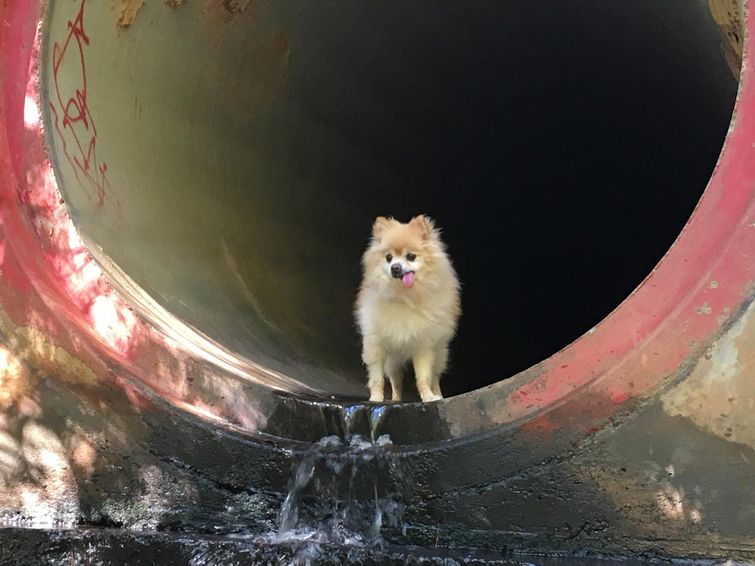 собаки с высунутыми языками, смешные собаки языки