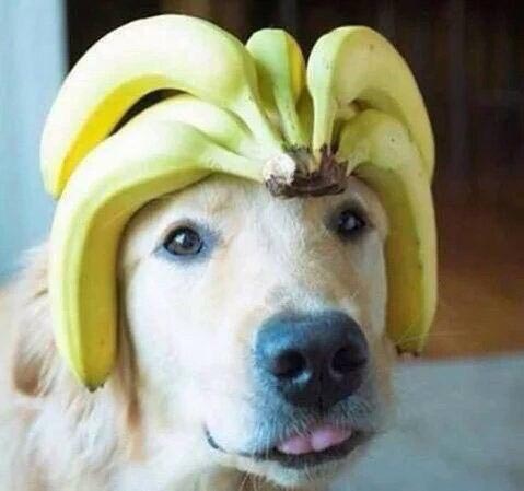 собаки с высунутыми языками, смешные собаки языки