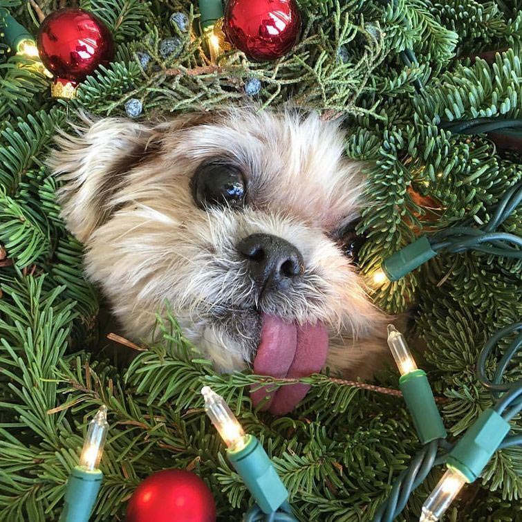 собаки с высунутыми языками, смешные собаки языки