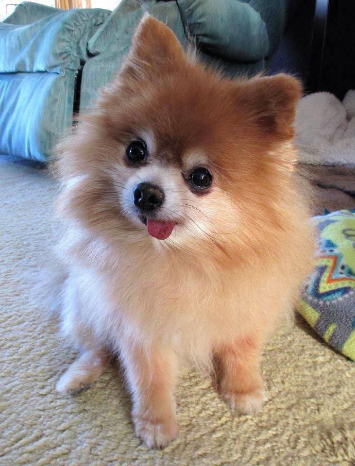 собаки с высунутыми языками, смешные собаки языки