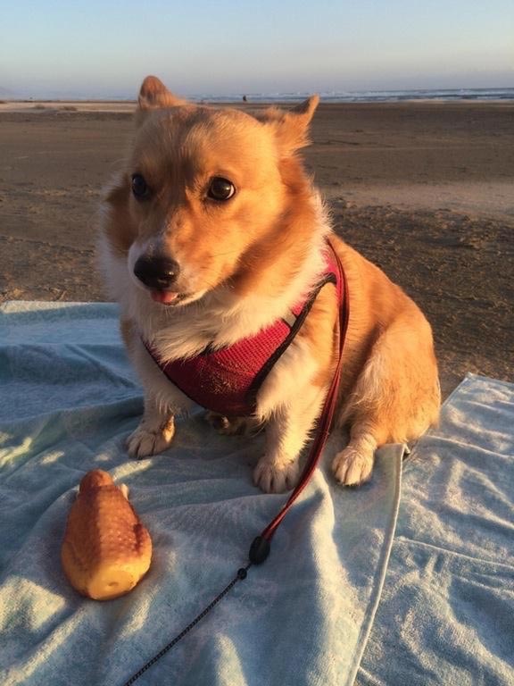 собаки с высунутыми языками, смешные собаки языки
