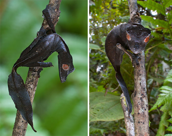 брутальные животные, животные которые выглядят как рокеры, животные металлисты
