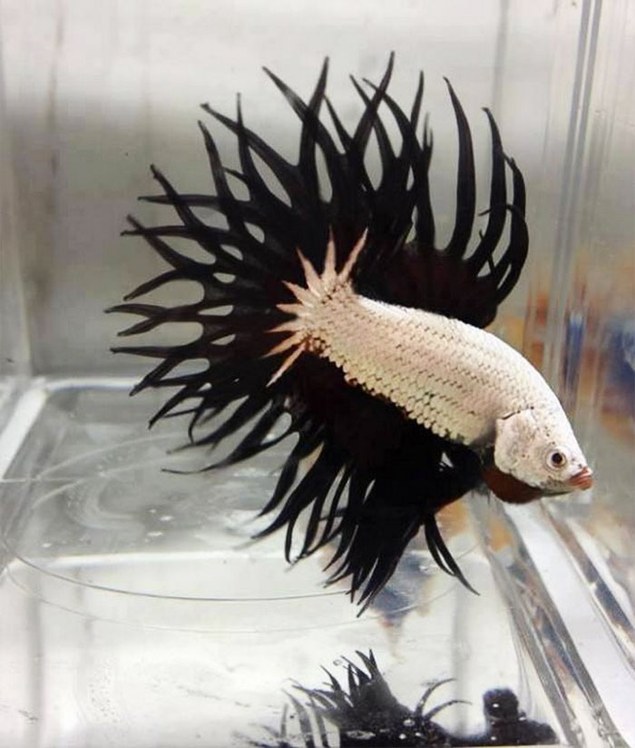 брутальные животные, животные которые выглядят как рокеры, животные металлисты