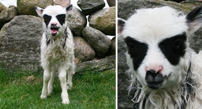 брутальные животные, животные которые выглядят как рокеры, животные металлисты