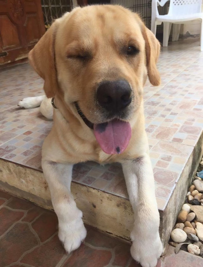 Хаски чувствовал себя таким одиноким, что сбежал из дома, чтобы обнять своего лучшего друга лабрадор Месси, хаски Ауди, хаски сбежал чтобы обнять друга