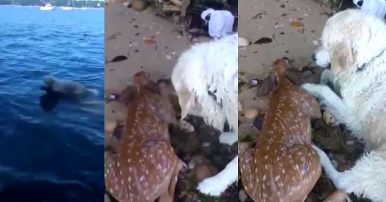 Собака прыгнула в воду, чтобы спасти маленького оленёнка от утопления собака прыгнула в воду спасла оленёнка, собака спасла оленёнка