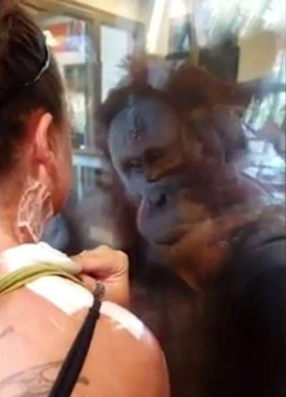 орангутанг видео, орангутанг рассматривает шрамы,