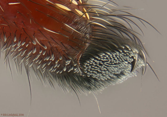 у пауков есть крошечные ступни, лапы пауков