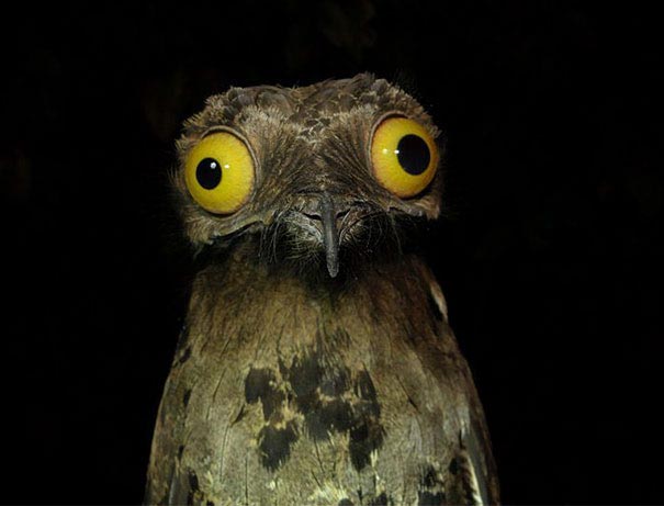 нефотогеничные животные, смешные животные, смешные животные до слез