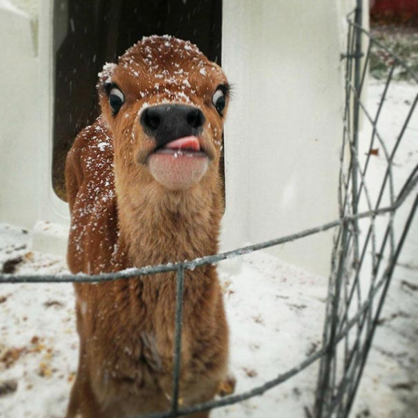 нефотогеничные животные, смешные животные, смешные животные до слез