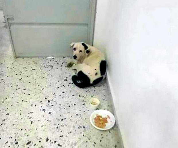 собака умерла из-за разбитого сердца, собака умерла в аэропорту, хозяин бросил собаку в аэропорту