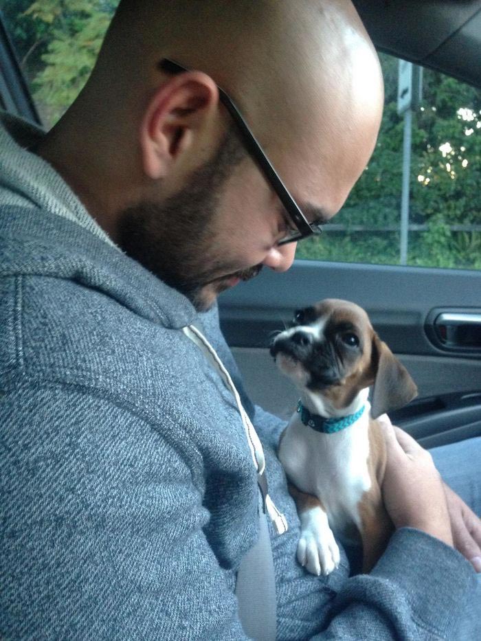 люди впервые встретились со своими собаками, люди приняли собак из приюта