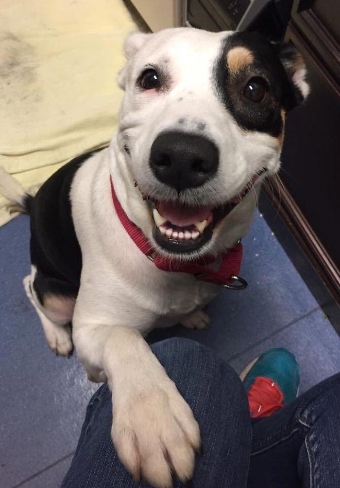 люди впервые встретились со своими собаками, люди приняли собак из приюта