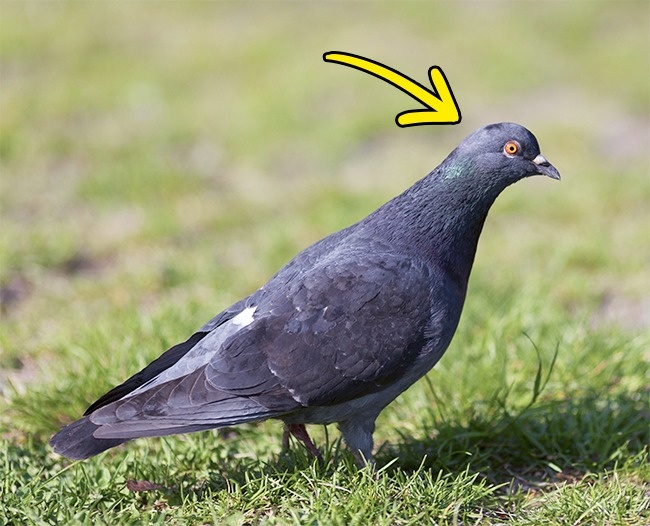 неожиданные факты, бредовые факты