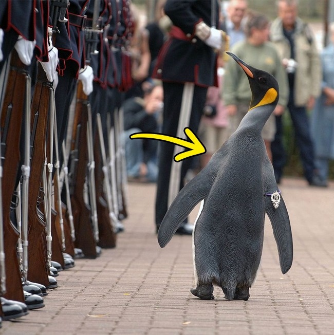 неожиданные факты, бредовые факты