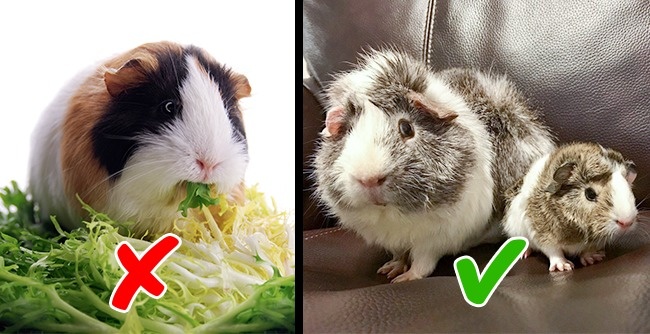 неожиданные факты, бредовые факты