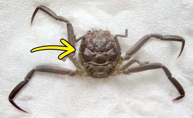 неожиданные факты, бредовые факты