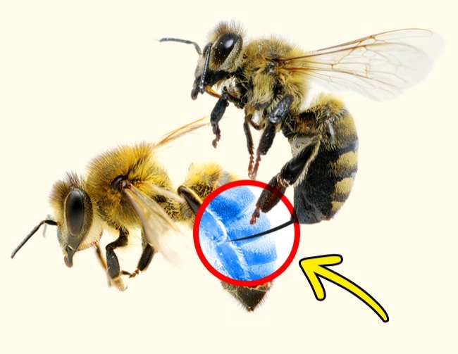 неожиданные факты, бредовые факты