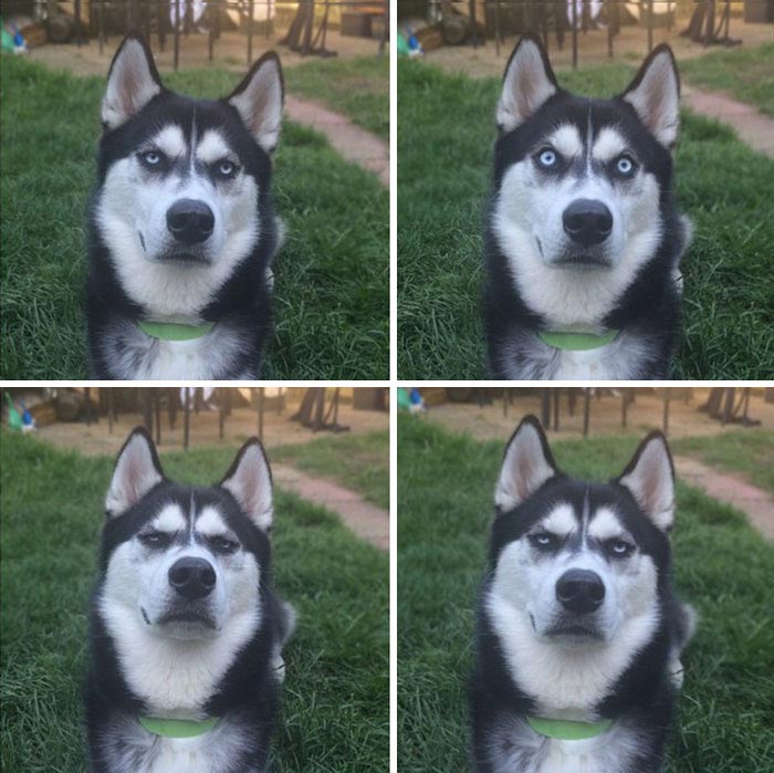 скептический хаски, хаски Ануко, хаски с недовольной мордой, недовольный хаски