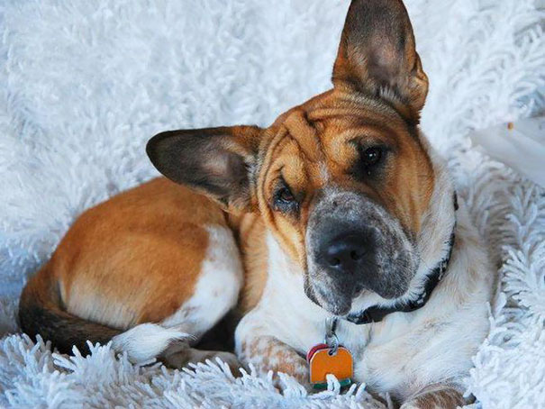 миксы корги с другими породами, корги скрещенные с другими собаками