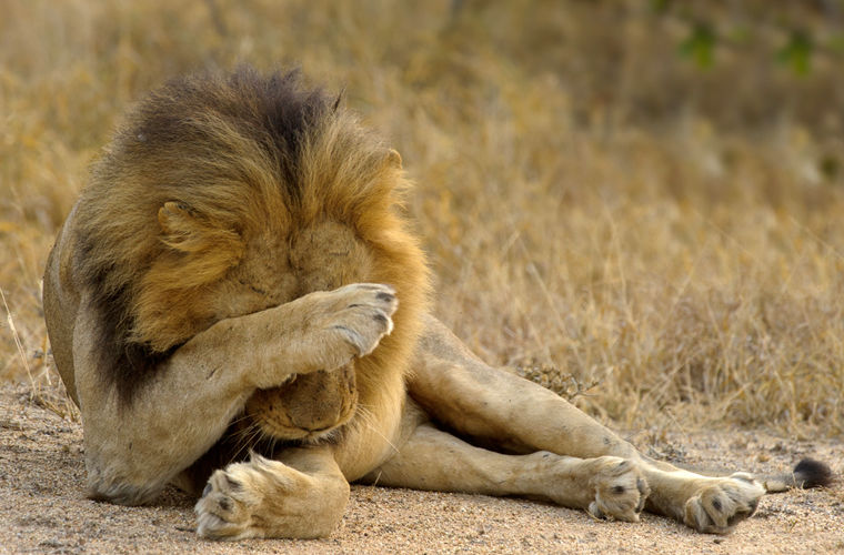 10 национальных особенностей жителей Южной Африки, которые нам не понять национальные особенности жителей Африки, всё о Южной Африке