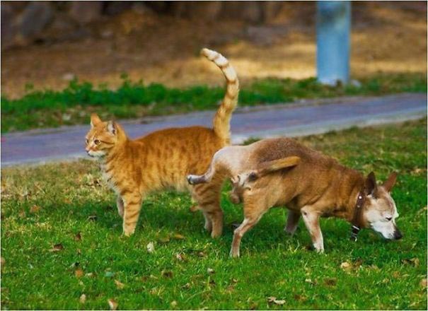 смешные фото собак, собаки лучшие друзья человека, смешные случаи с собаками