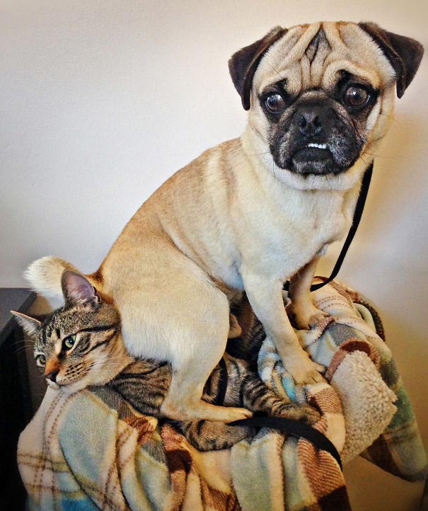 смешные фото собак, собаки лучшие друзья человека, смешные случаи с собаками