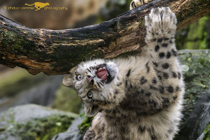 Снежные барсы больше не находятся под угрозой исчезновения, красивые снежные барсы