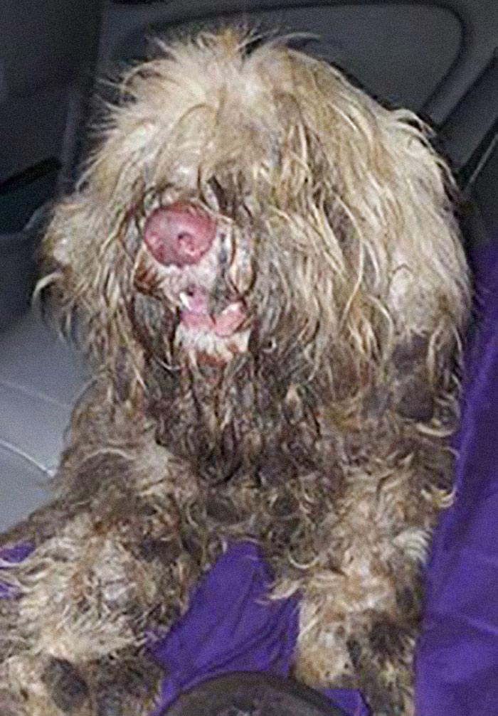 спутанная шерсть собаки, бездомная собака после стрижки, Кари Фалла.