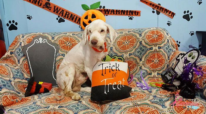 спутанная шерсть собаки, бездомная собака после стрижки, Кари Фалла.