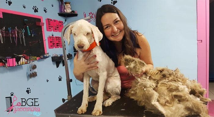 спутанная шерсть собаки, бездомная собака после стрижки, Кари Фалла.